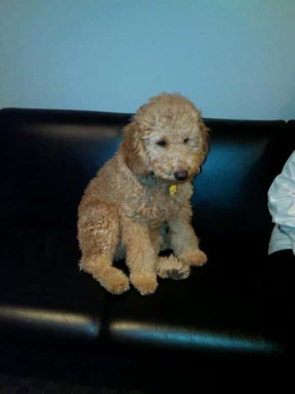 ROOT BEER (ROOTY)<br><br>Multi-gen Goldendoodle lives in Rockville, MD with the Silver/Levine family. 