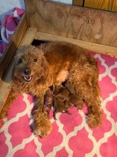 Goldendoodle pup and mother