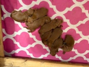 goldendoodle pups