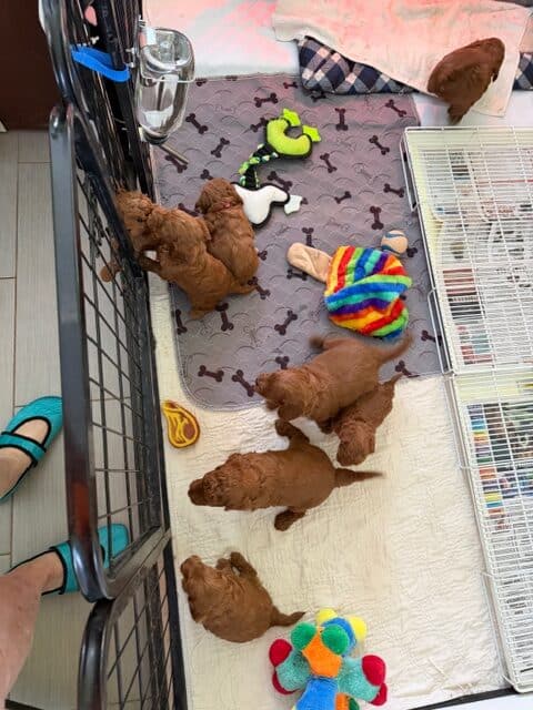 mini goldendoodles playing